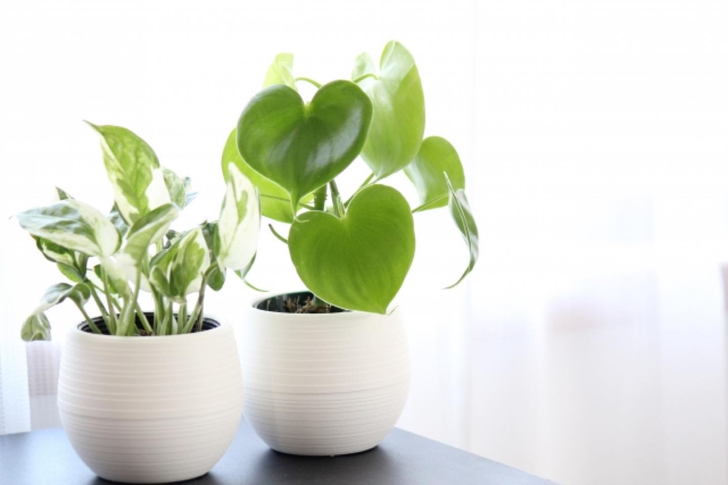観葉植物にはよくないエネルギーを吸収してくれるはたらきも。観葉植物が枯れたら、すぐに新しいものに取り替えて。