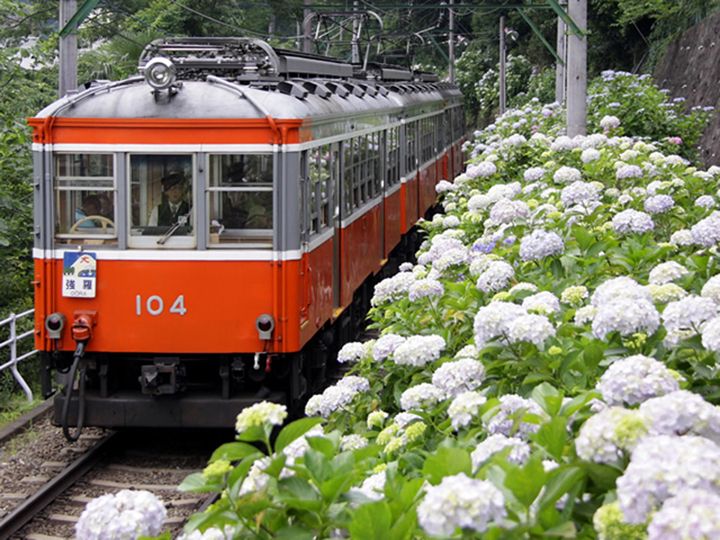 色彩の調和が楽しめる昼のあじさい電車
