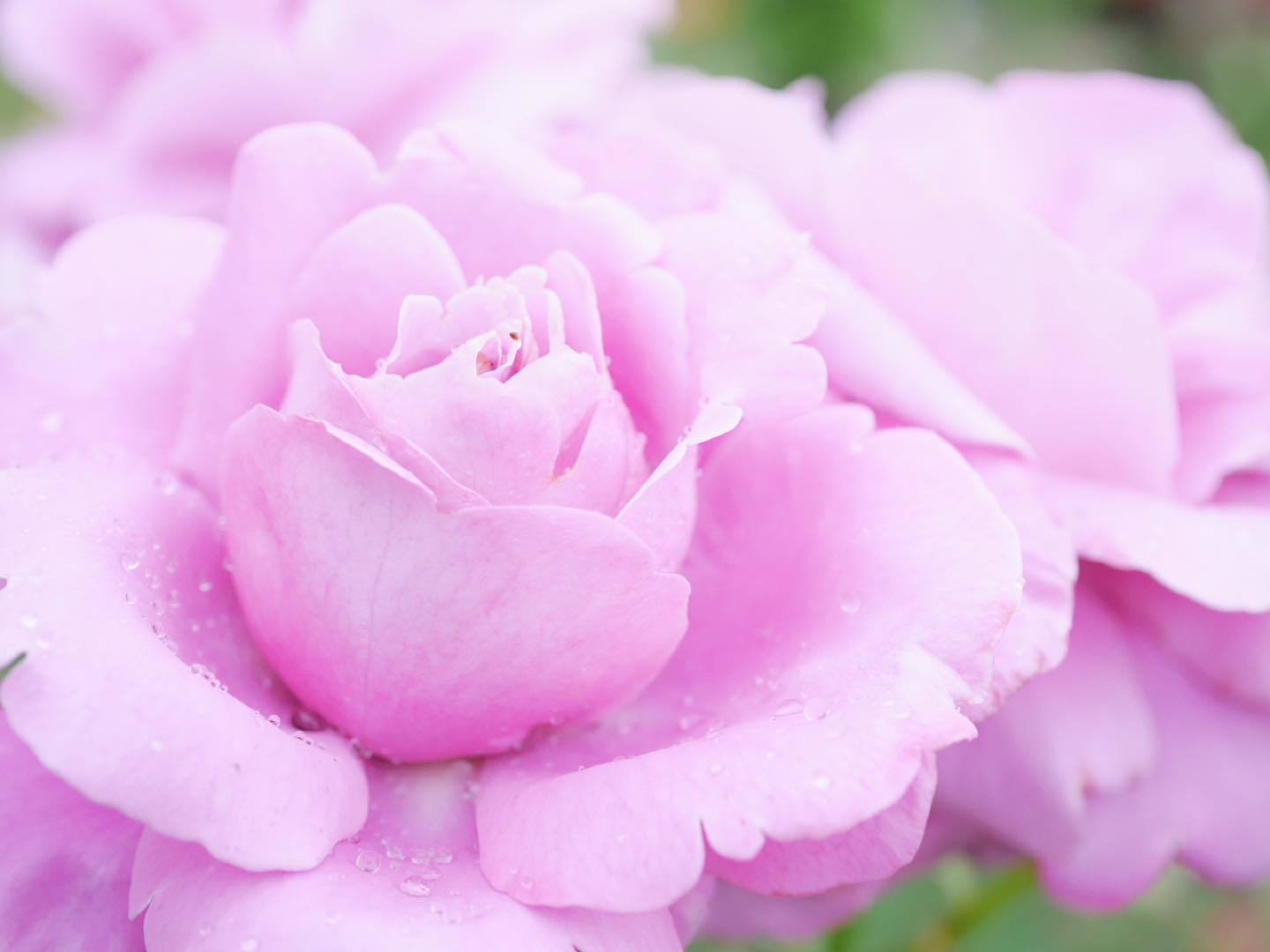庭に育ったバラの花