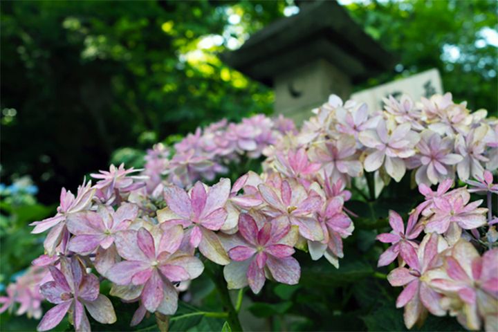 40種類以上約2,500株のアジサイが植えられた長谷寺