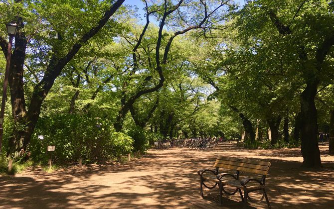 井の頭恩賜公園の道