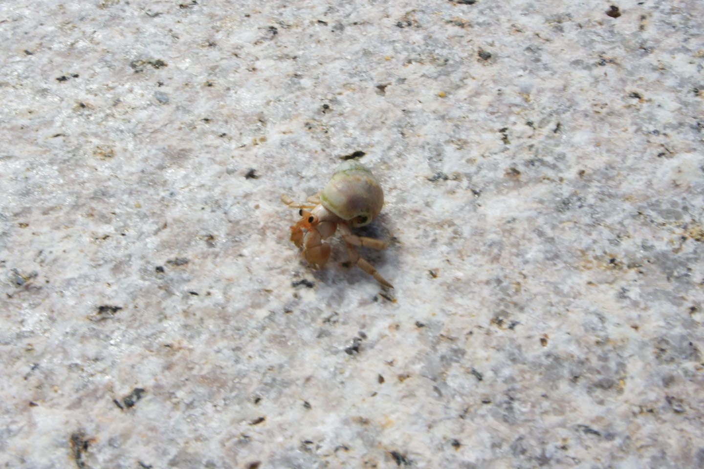 浜辺で出会ったヤドカリ