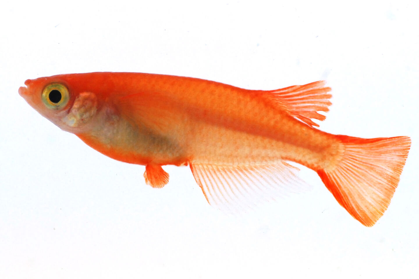 金魚のような朱赤色の体色を持つ「楊貴妃メダカ」 画像提供:「めだかの館」