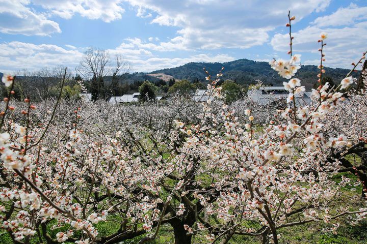 スイーツ_2,栗_2,手土産_2,ショップ_2,プレゼント_2,和文化_2