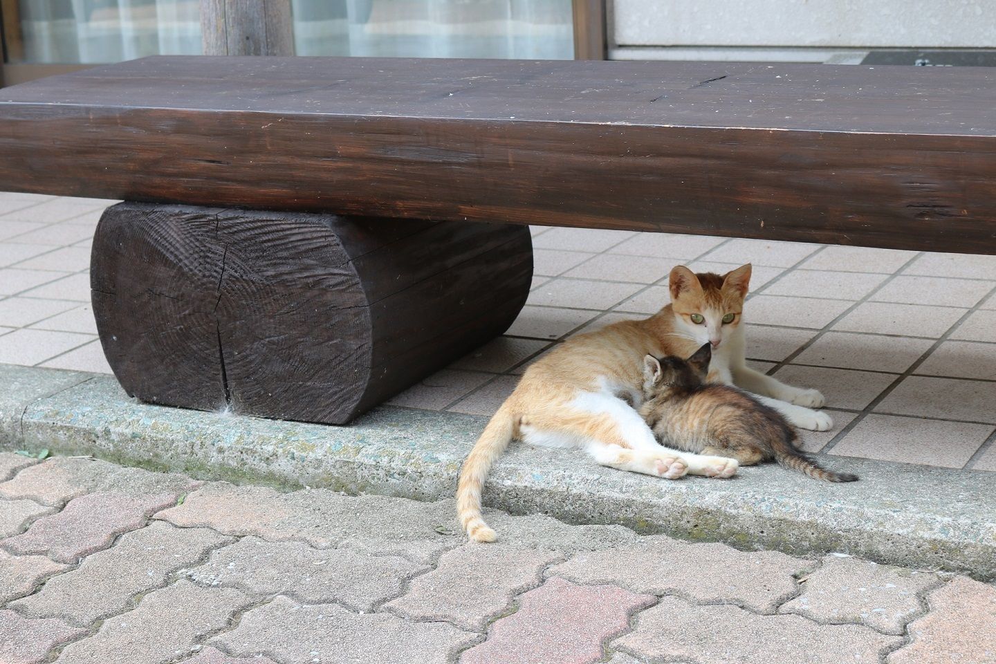 鋭い眼光の親猫