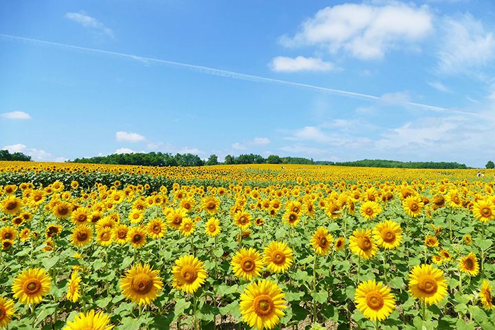 北竜町ひまわりの里のひまわり