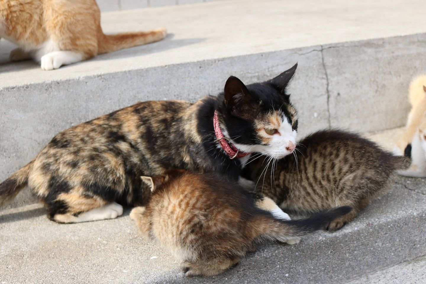 子猫を案ずる親猫