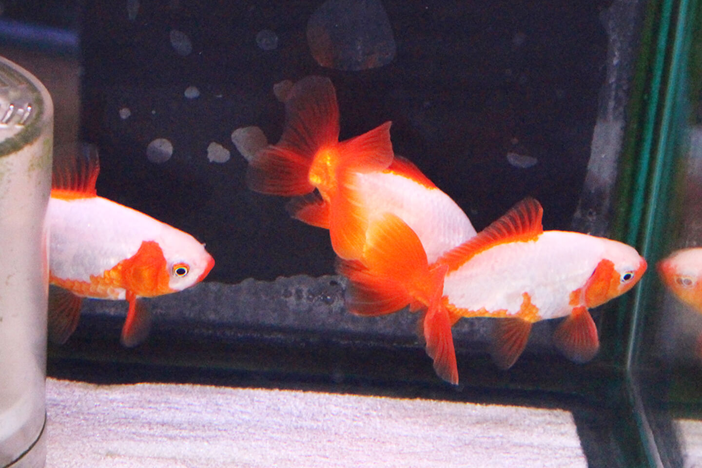 夏の風物詩、金魚