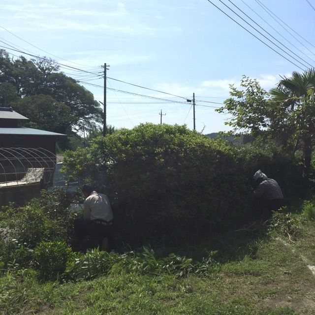 敷地を囲う槙の樹