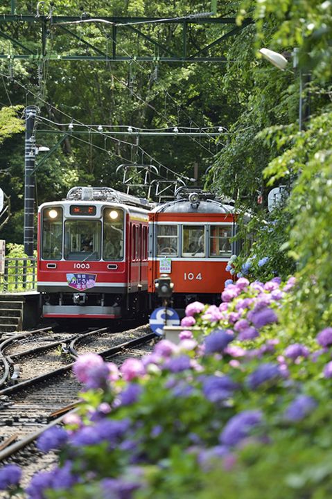 箱根登山鉄道のあじさい電車