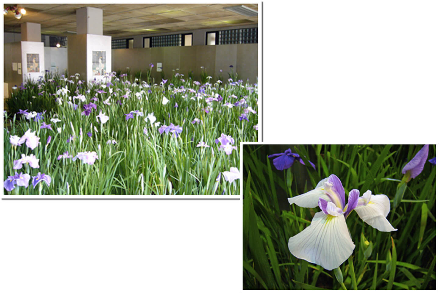 「ほたるの宴」と同時開催の花菖蒲展では、約160種の菖蒲が見られます