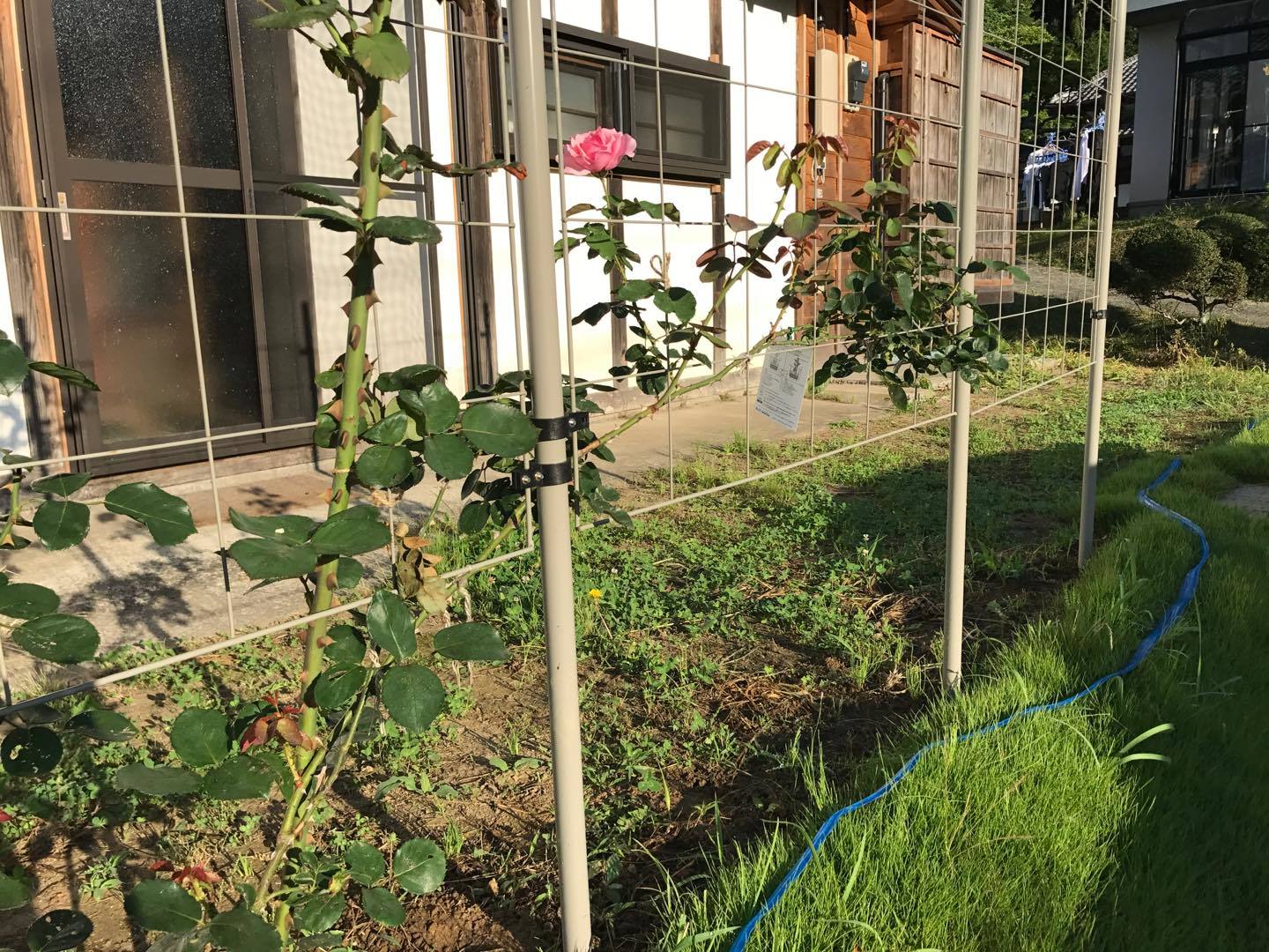 フェンスには薔薇のツルを這わせます
