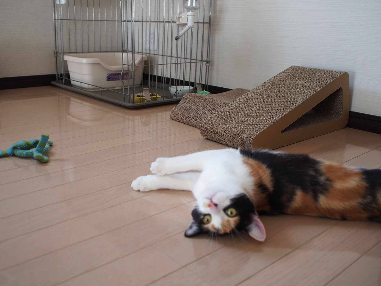 部屋の一角は楓ちゃん専用に
