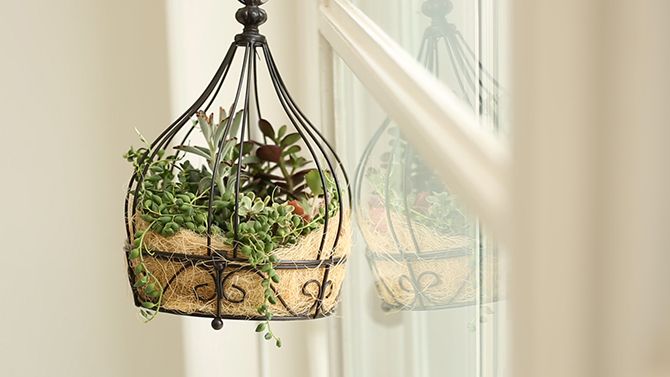 「フェニックス」観葉植物