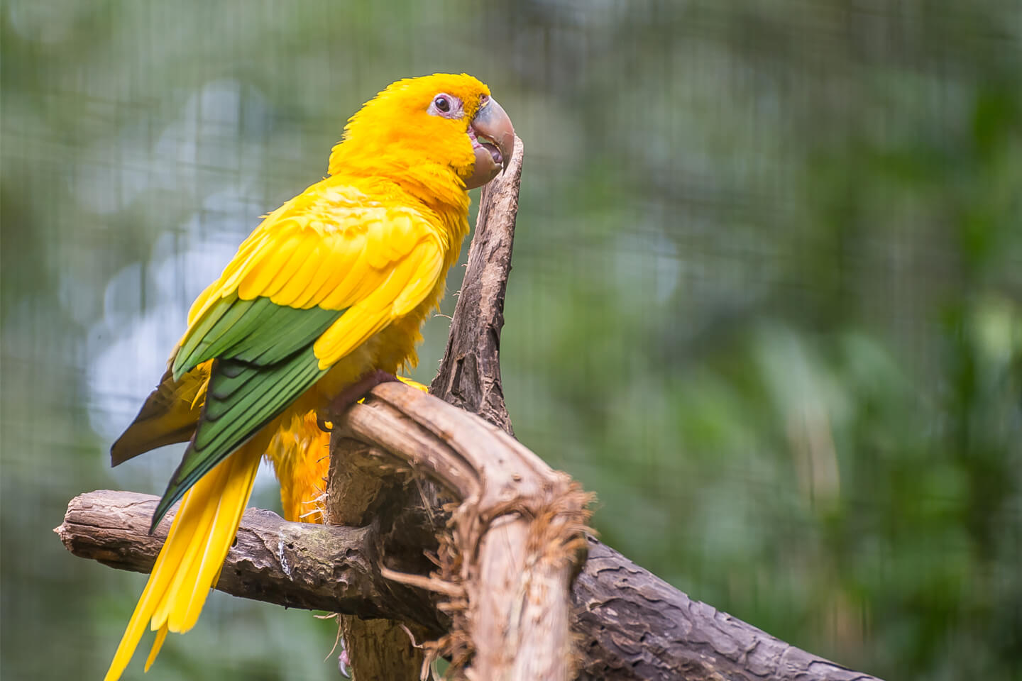ニョオウインコ。体長約38cmと大きめのインコで、目安価格は¥1,000,000〜