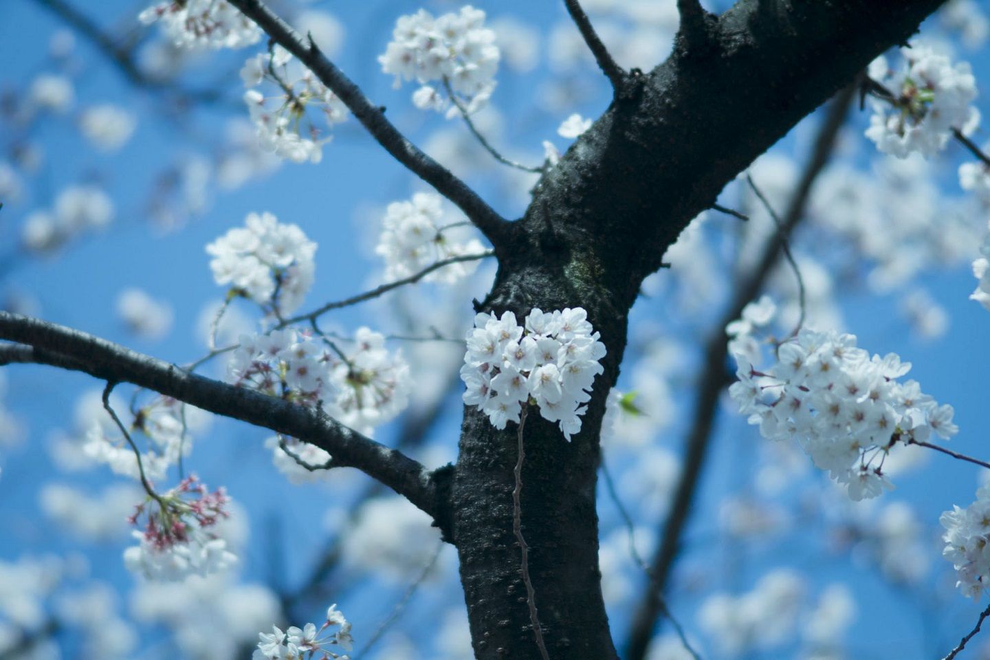 展覧会_5,stayathome_5,花_5