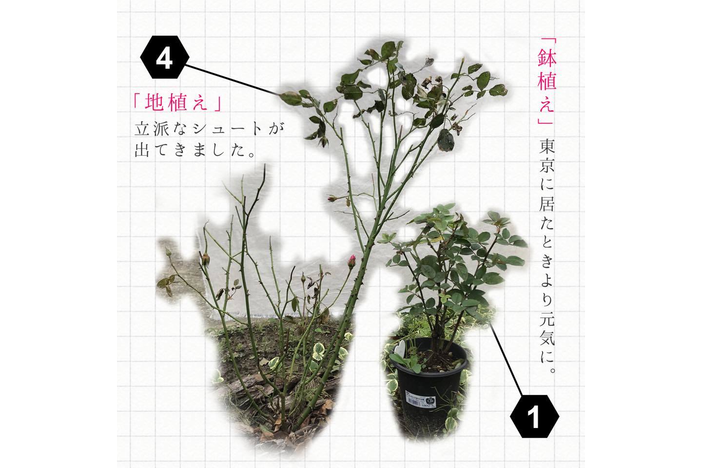 同じ苗、同じタイミングで植えたバラだったのに、たった2週間でこれほどまでに成長に変化が。今や、すっかり別物です