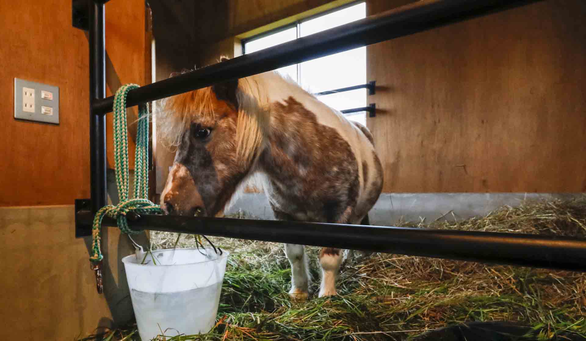 木の扉を開けると干し草が積まれ、“住人のロビン”が出迎えてくれる。