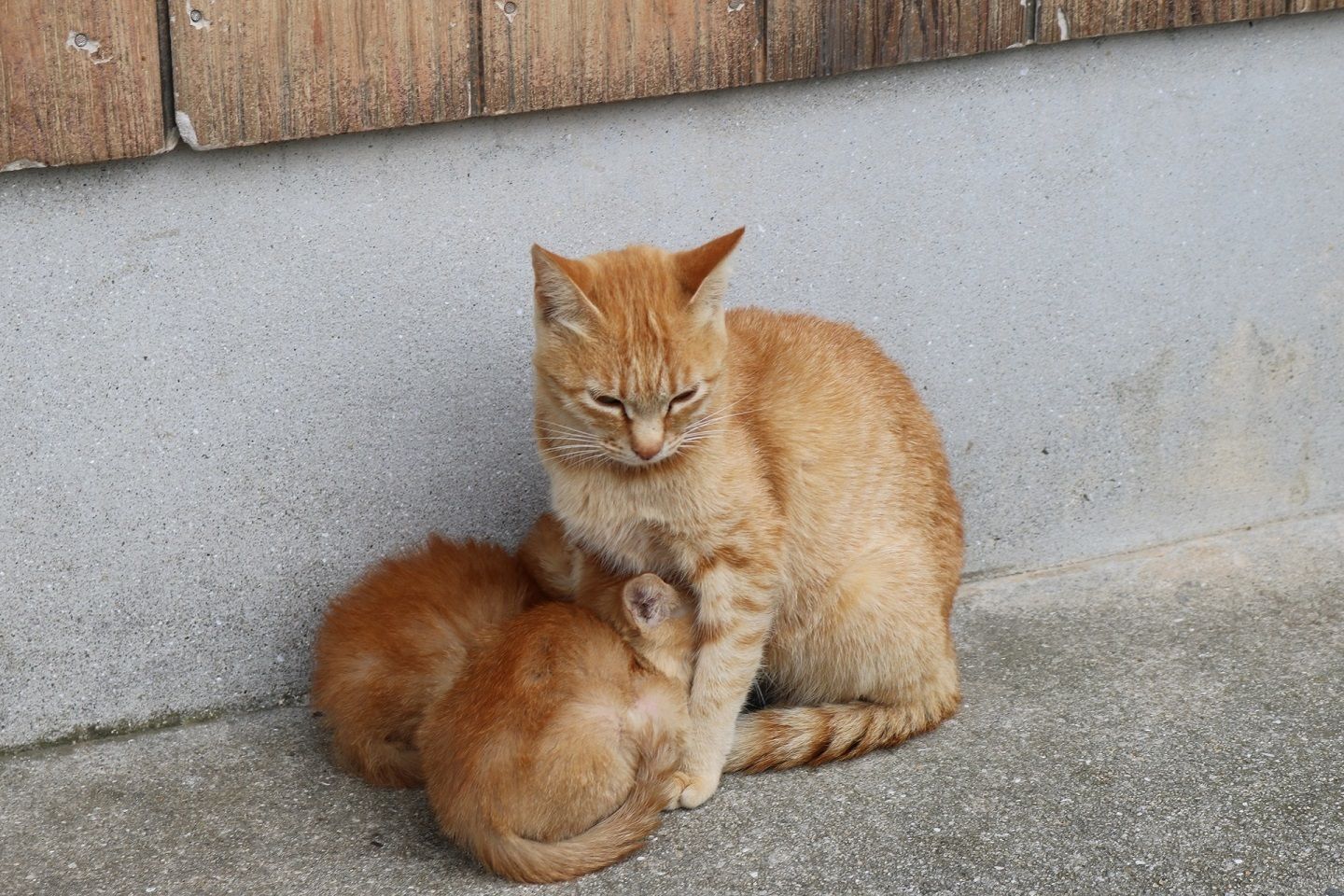 子猫とくっつく親猫
