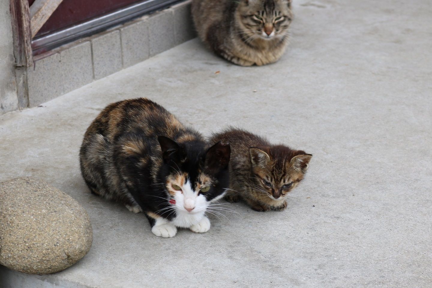 緊張しながら子猫の横にいる親猫