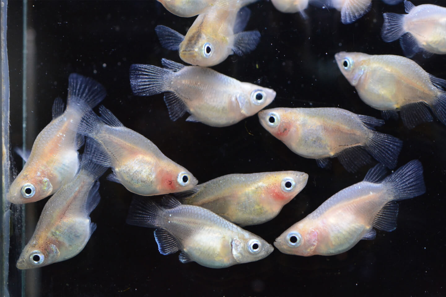 野生のメダカと同じ体型の「普通種」よりも体長が短い「ダルマメダカ」 画像提供:「めだかの館」