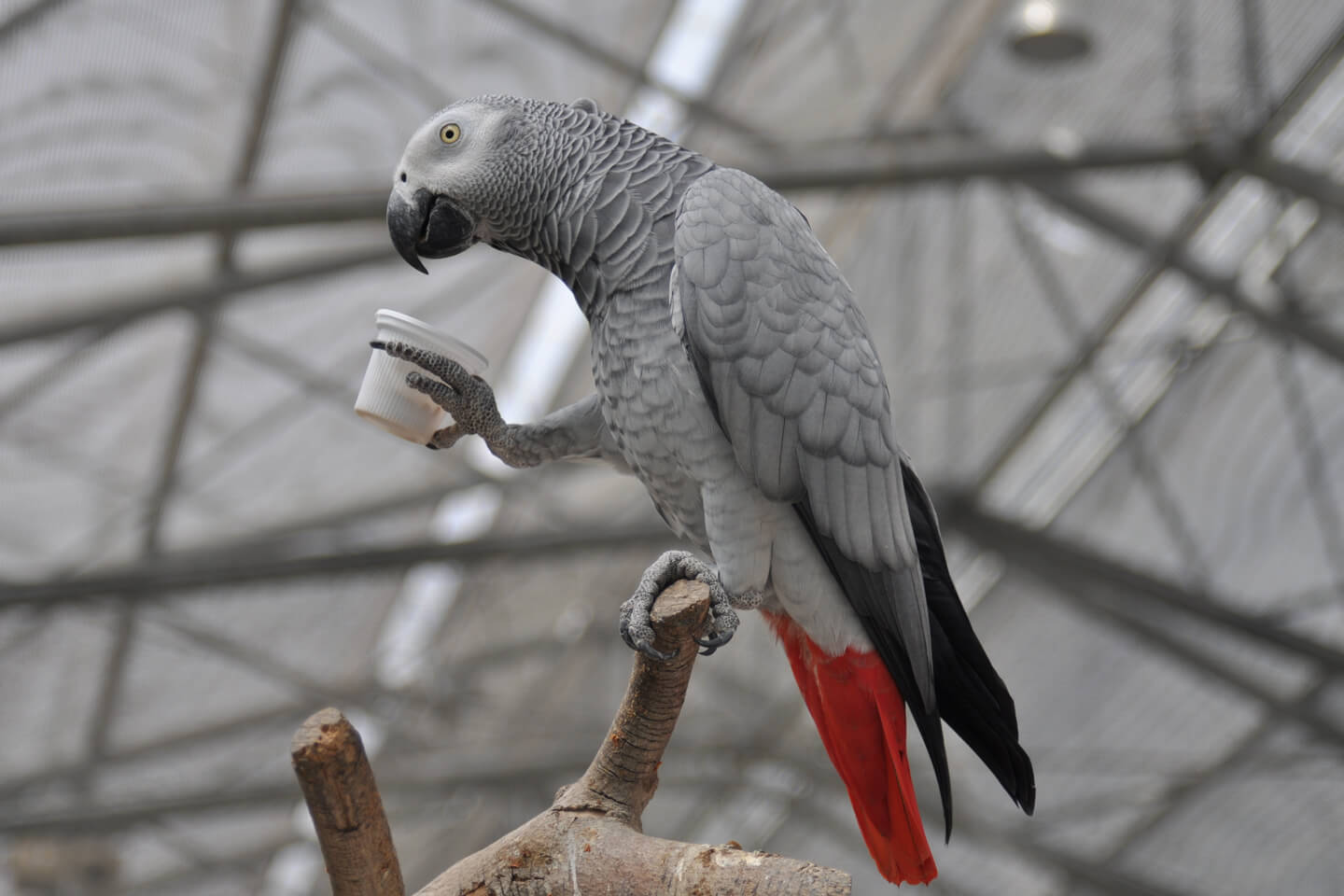 ヨウム。体長約30cmのインコで、目安価格は¥350,000〜