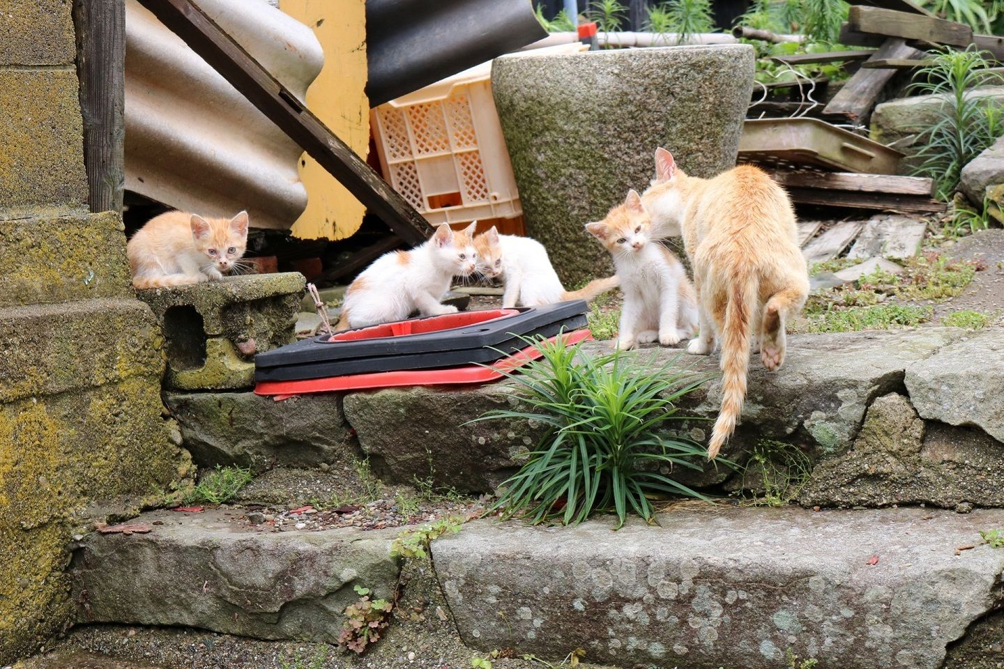 帰宅する親猫