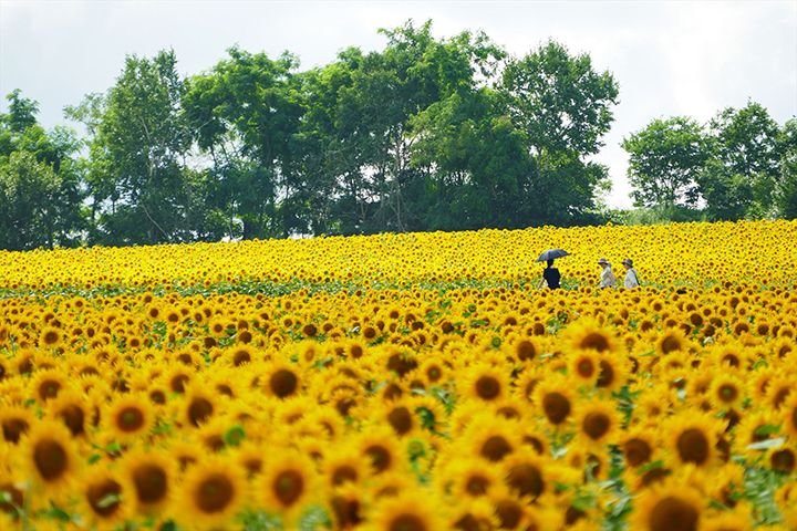 元気なひまわりが、広大な畑を鮮やかなイエローで染め上げる