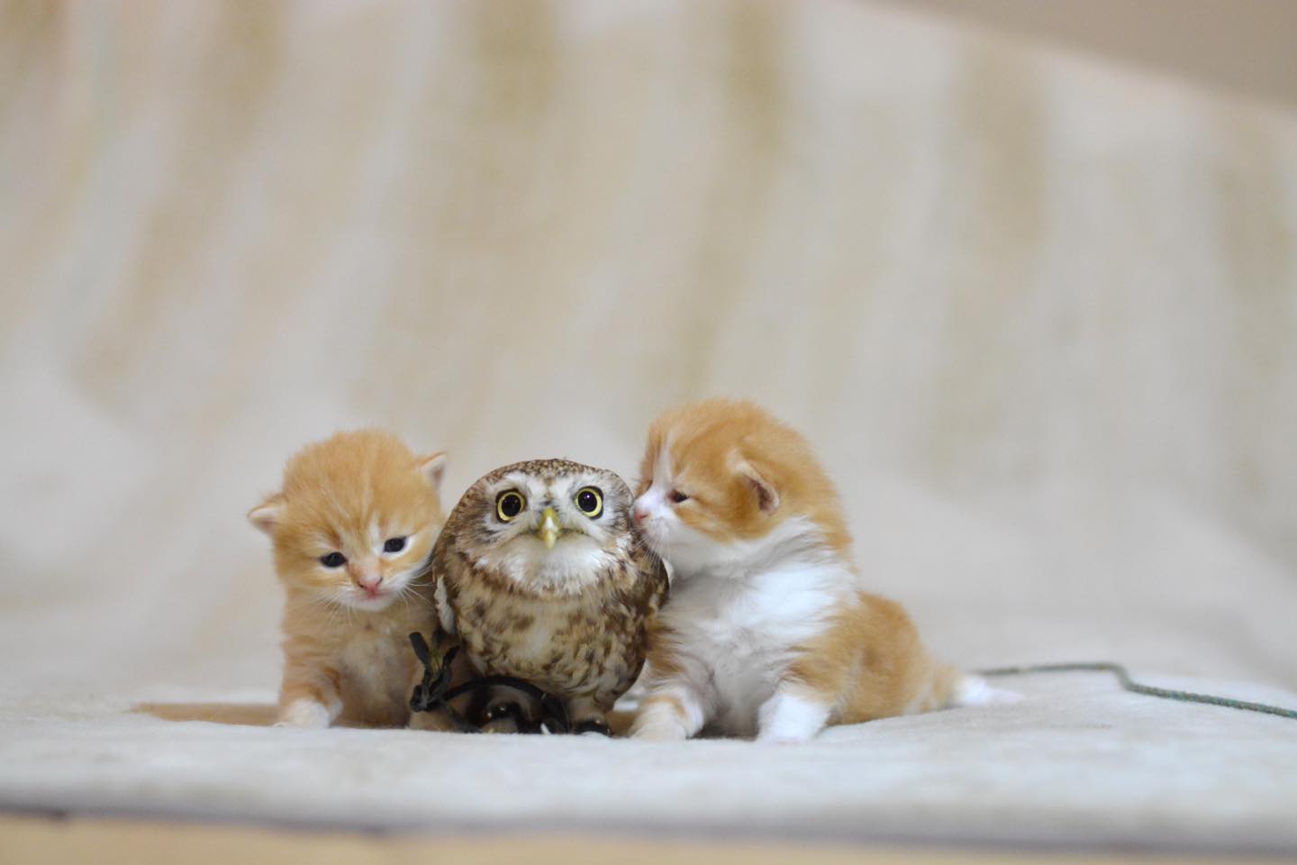 四匹の子猫のうち、二匹は茶系色。生後すぐのモカとカツオに挟まれるフク
