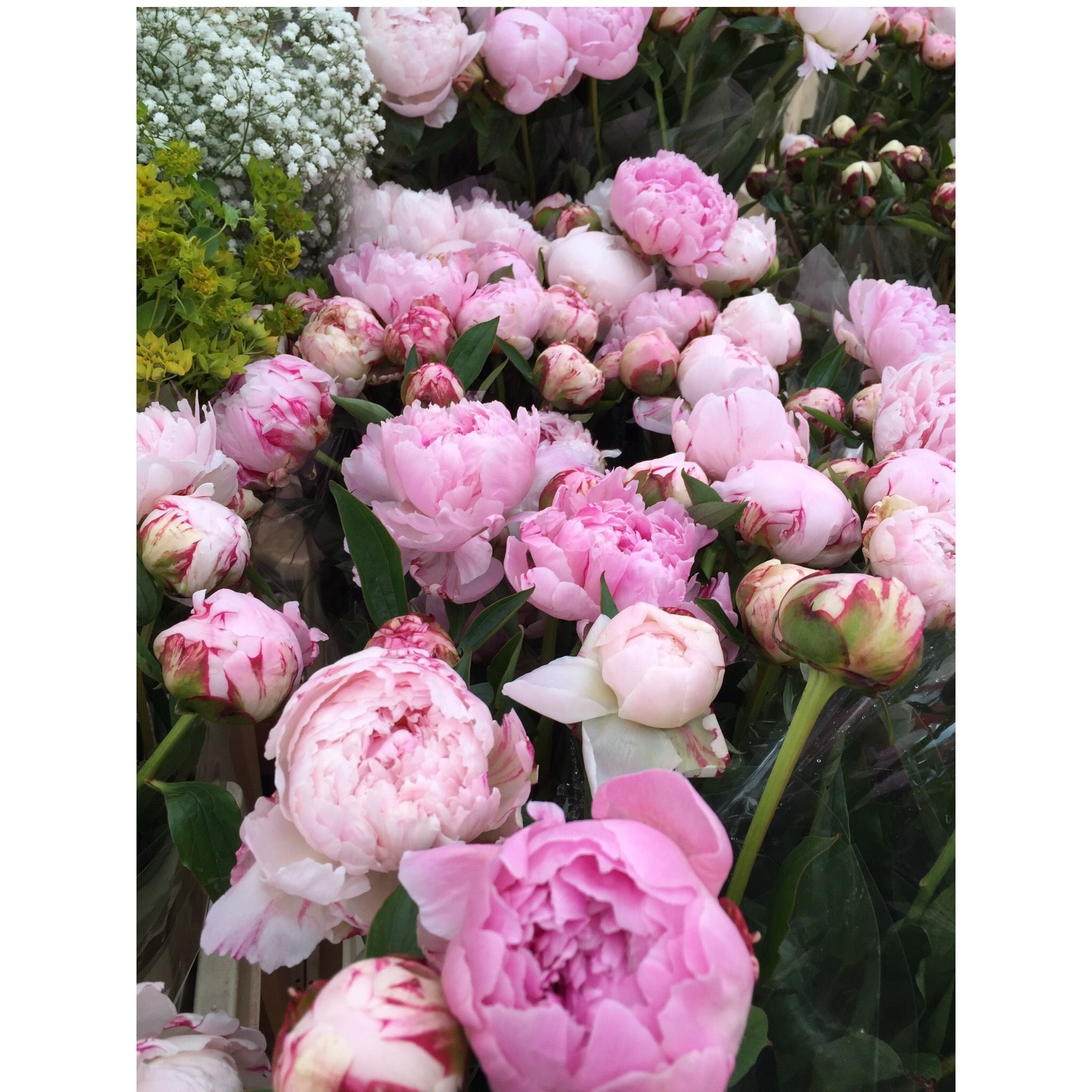 毎週日曜日に開催される人気の花市、Columbia flower marcketにはこの時期、美しいpionies(芍薬)があふれる。