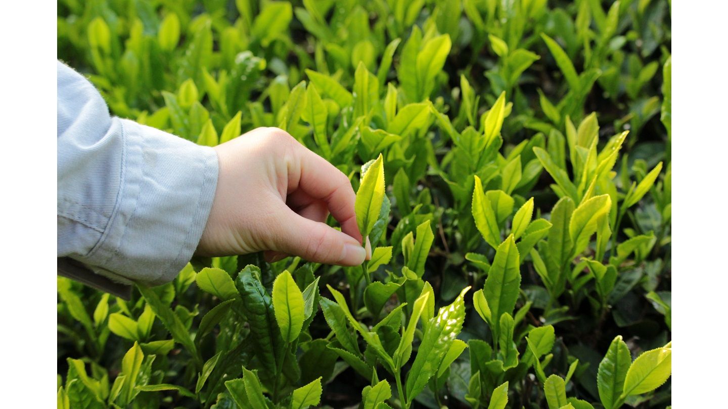 こちらは春摘みの一番茶。