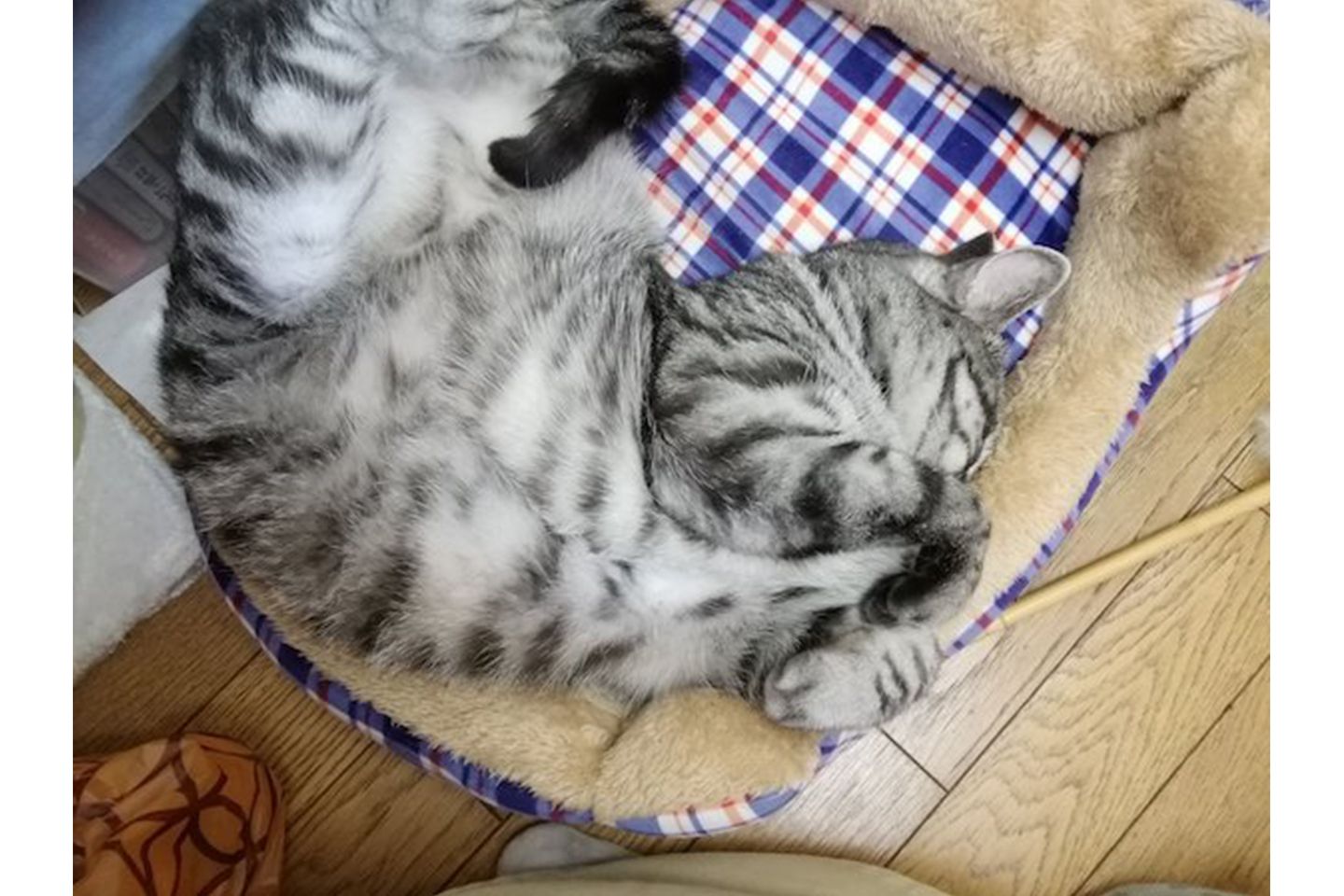 ひと仕事したら休憩……ニャムニャム…
