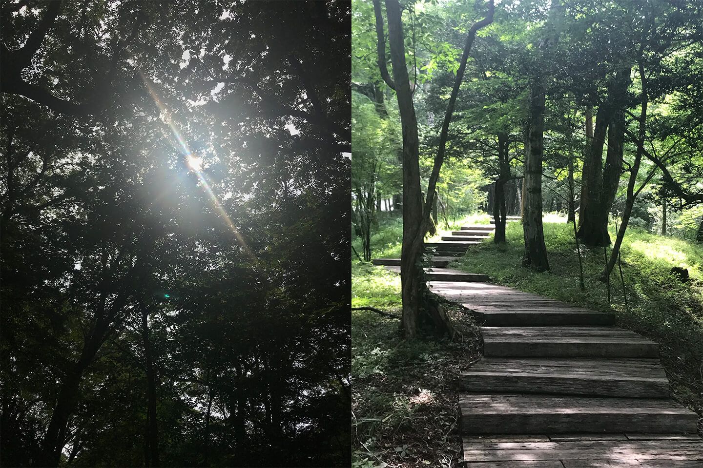 箱根の森