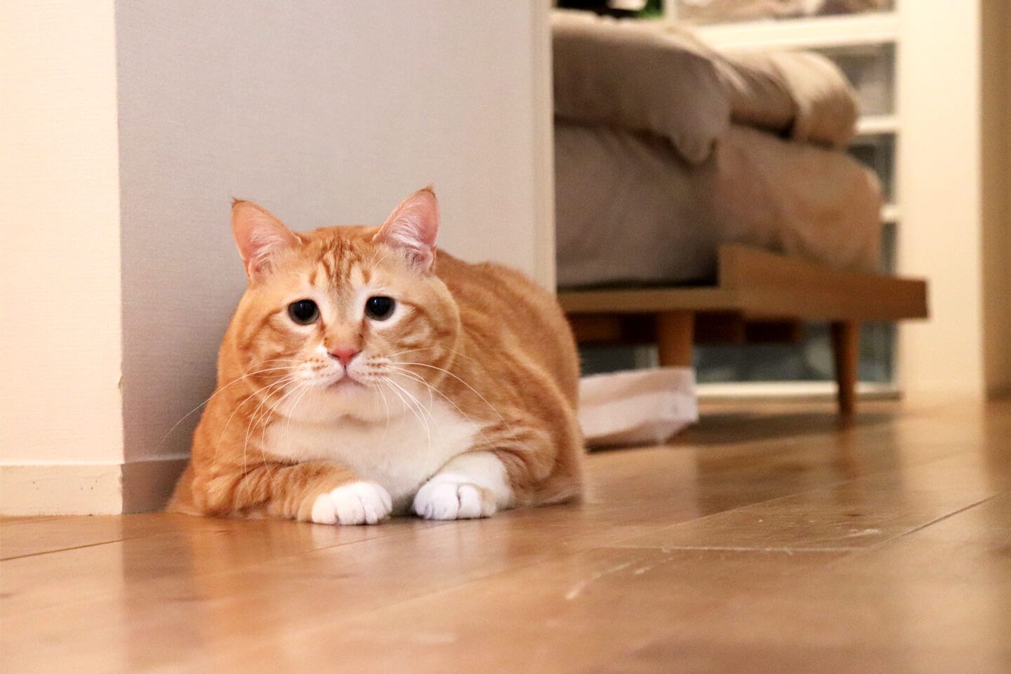 茶トラの猫「ぐっぴー」が今にも飛び出しそうに構えている様子をぐっぴーと同じ高さから捉えた写真