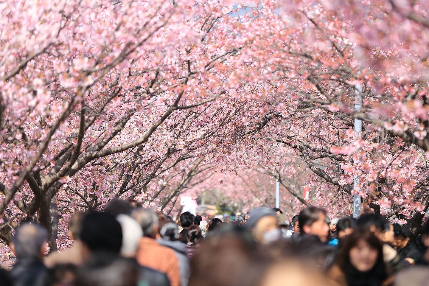 おすすめのお花見スポットは?
