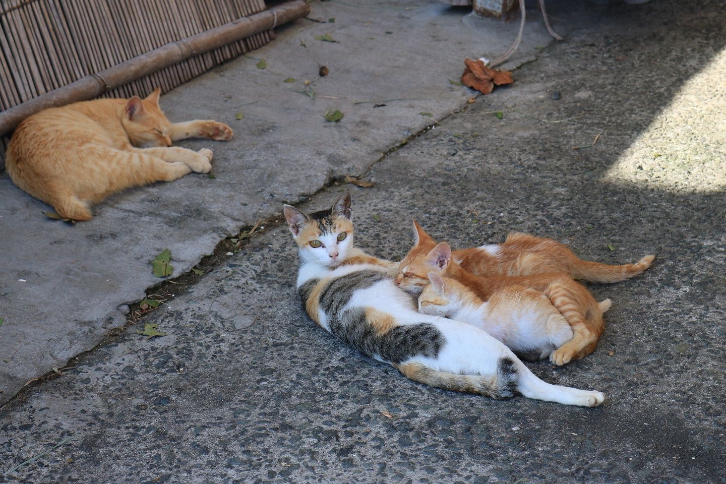 どんなときでも反応する親猫