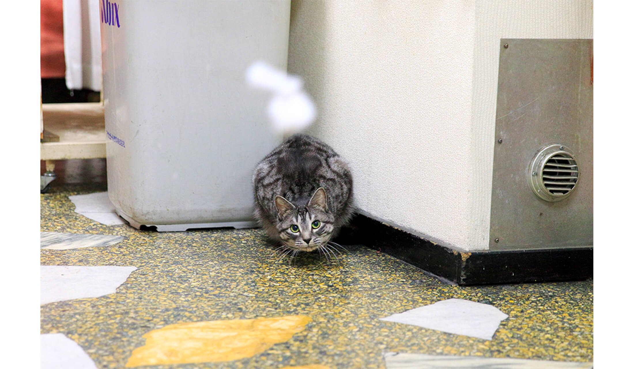 キジトラだけど、その模様から“なんちゃってアメショ”って言われてるニャ