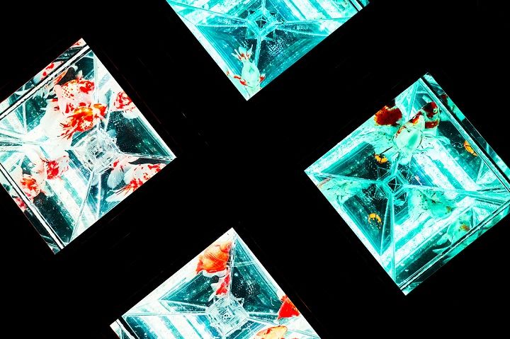 こちらは構想に5年かけてついにお披露目となる新作「天井金魚」