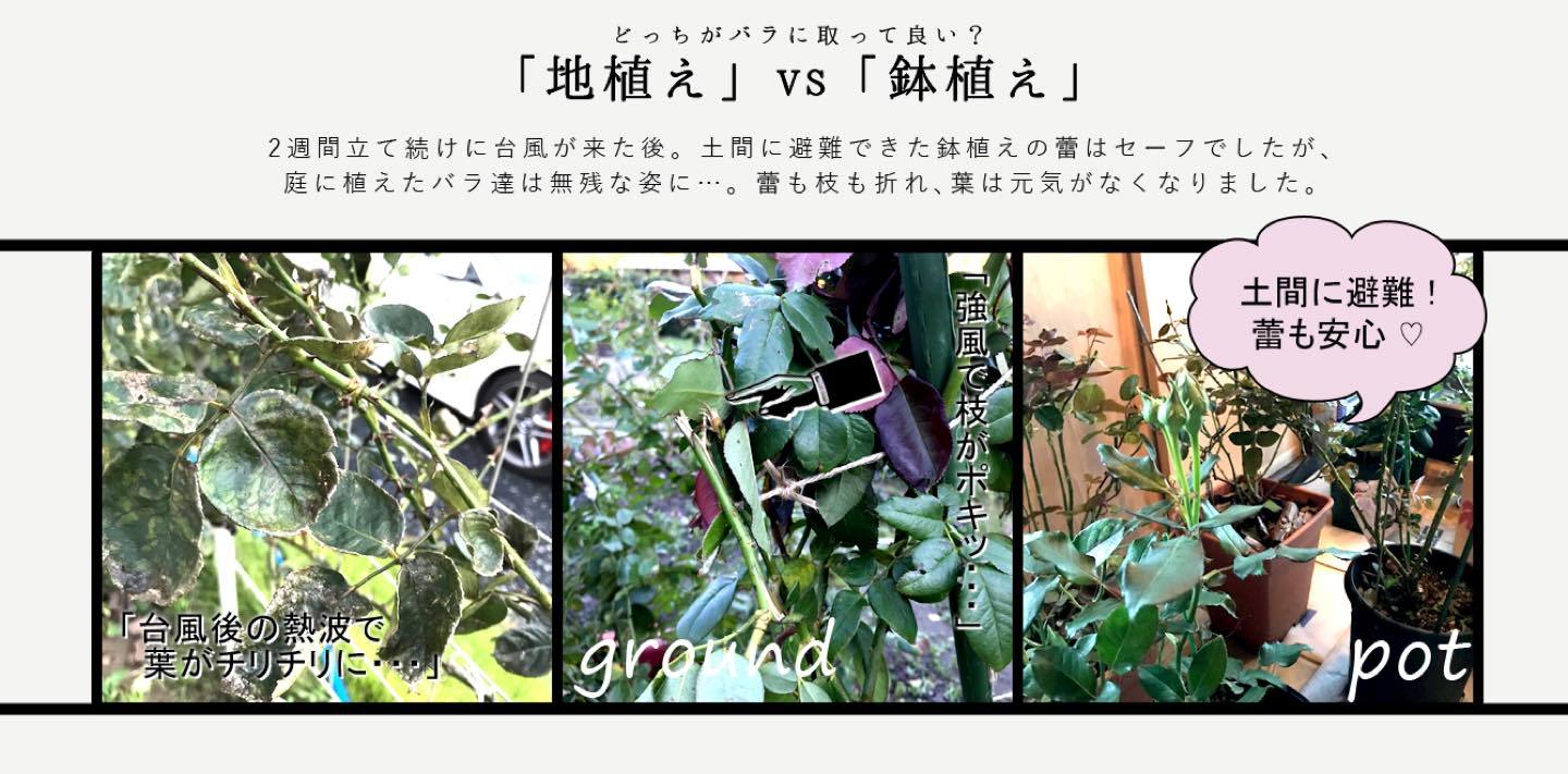 2週連続の台風で、庭に地植えしていたバラは蕾をつけた枝が折れてしまいました。鉢は避難させていたので、雨風関係なく順調に咲いています