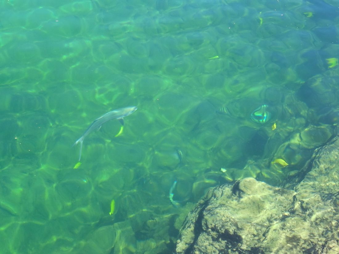 触れるほど近くで熱帯魚が泳いでいる