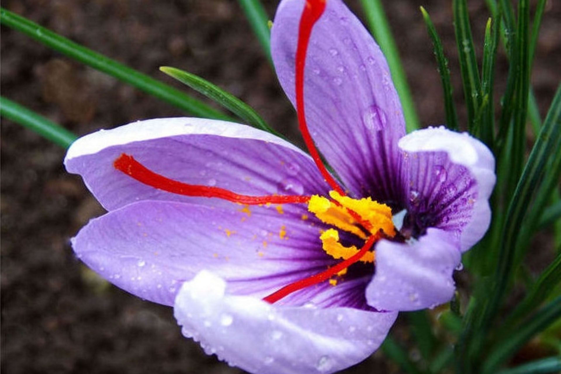 サフランの花