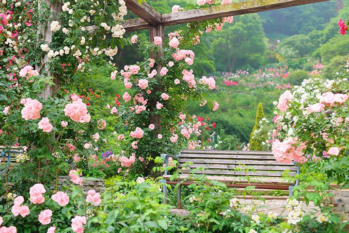 色とりどりのバラが園内を華やかに彩る
