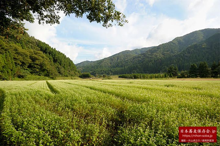 福井県今庄のそば畑