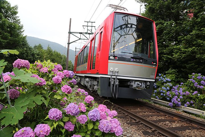 電車とあじさいを一緒に収められるインスタスポット