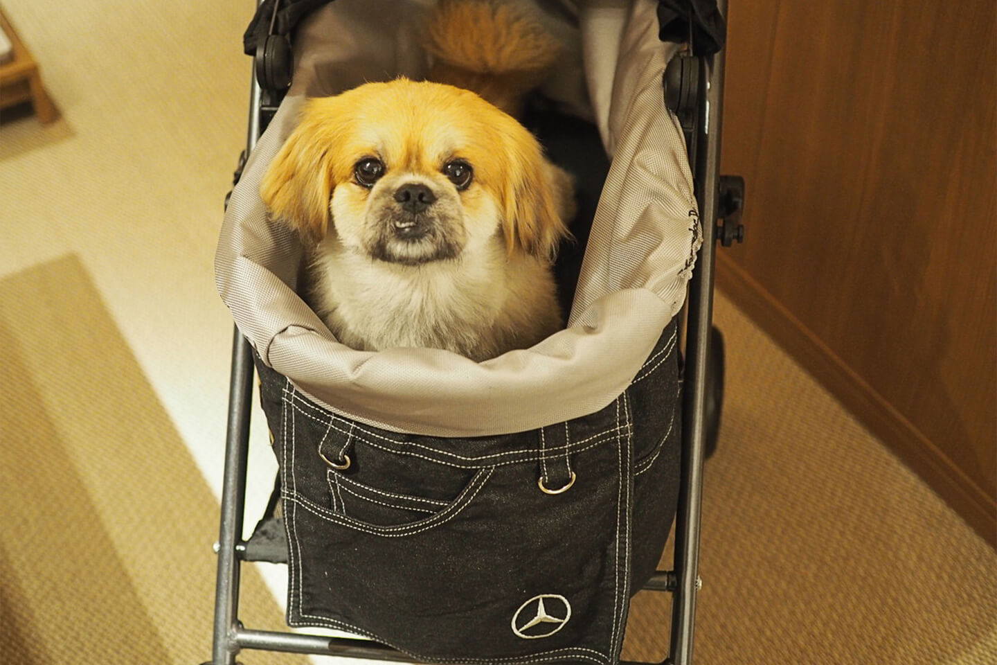 犬用バギー