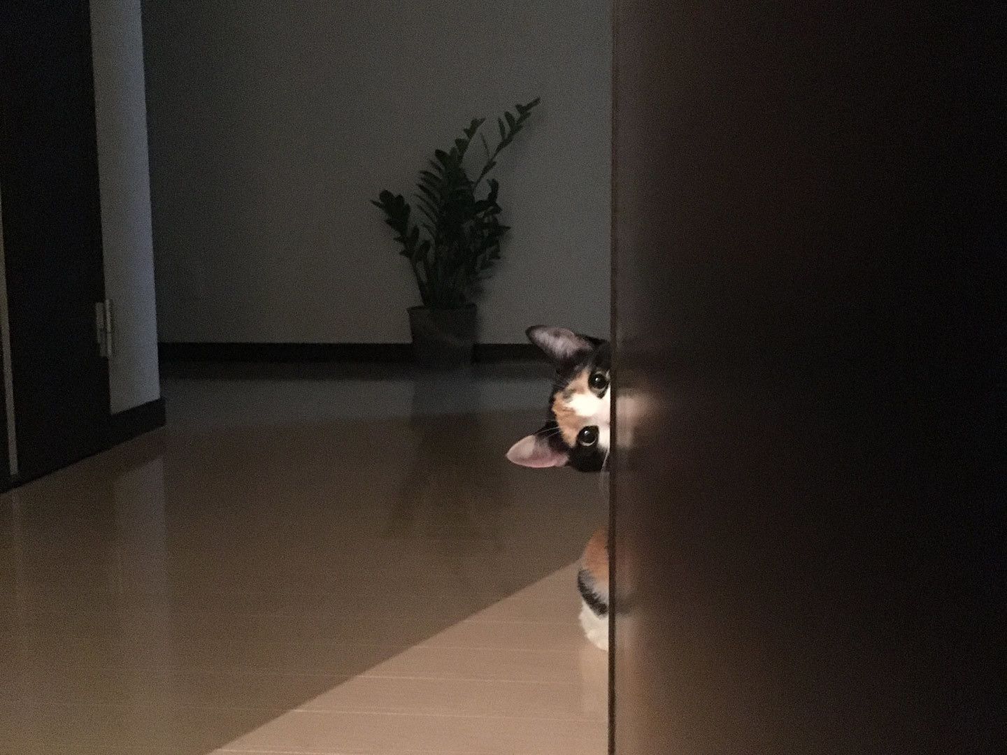 思わせぶりな楓ちゃんに一同メロメロ