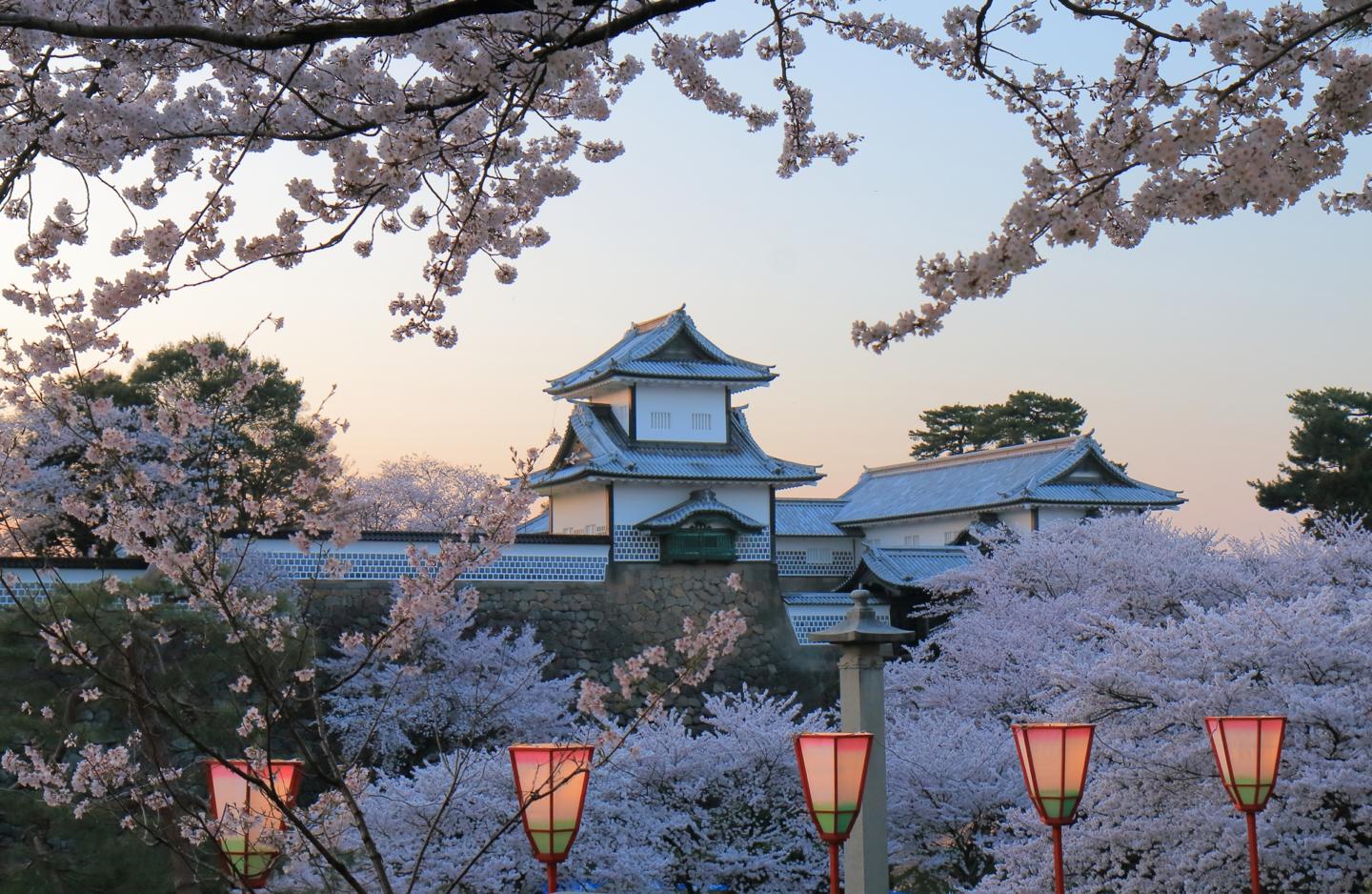 石川県の名勝・金沢兼六園の桜並木の景色。