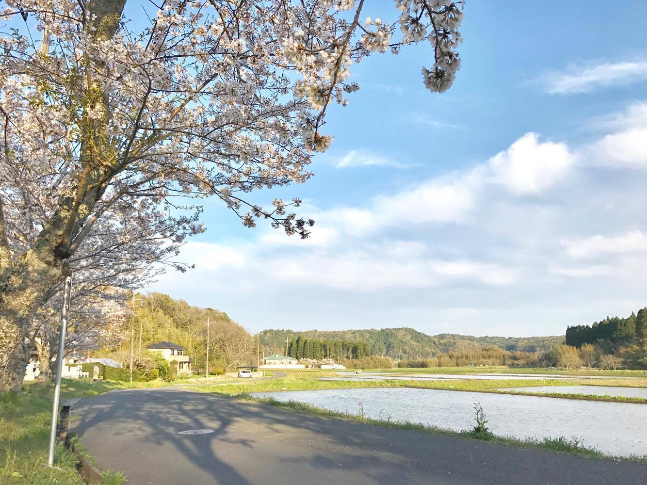 セカンドハウス近くの桜。2017年4月