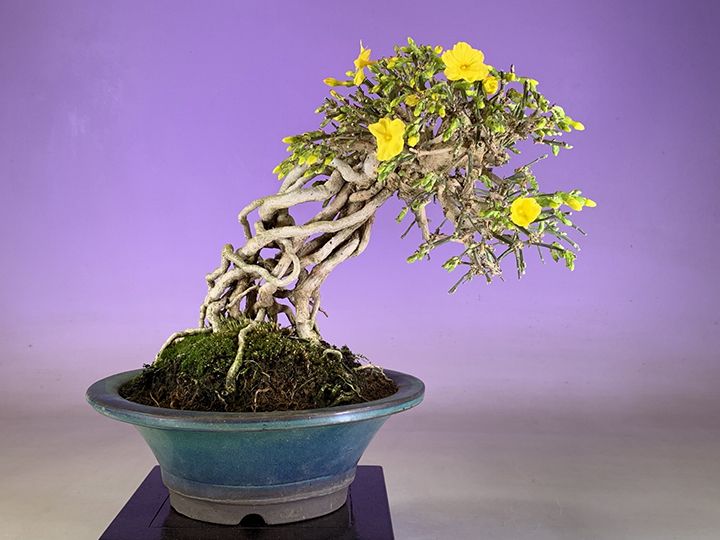 黄梅(オウバイ)「黄梅」(小品盆栽 京都 広樹園)