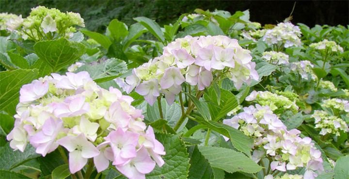 「東高根森林公園」(神奈川県川崎市)